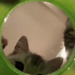 [댓글부탁해] 고양이 밥그릇에 카메라<b>설치</b>한거 왜이렇게 웃김?