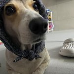 우리집<b>댕댕이</b>2