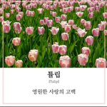 [하고싶은말] 꽃︎