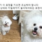 [강아지] 강아지 <b>표정별</b> 심리상태.jpg