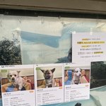 [방탈죄송] 저희 동네에서 강아지 유기사건이 일어났습니다