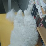 [고양이] <b>코</b>~ 자는 고양이