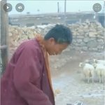 <b>티벳</b>승려 표범 보신분들 있으세요?