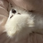 [댓글부탁해] 강아지랑 같이 <b>자면</b> 좋은점