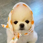 얘 째롱아