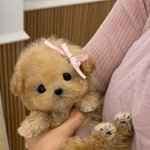 [댓글부탁해] <b>펫</b><b>샵</b>들 강아지 보정해놓는거 넘기괴함