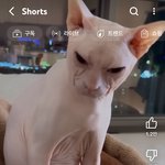 [드루와] 고양이 <b>소신</b>발언...