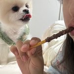 [댓글부탁해] 빼빼로를 노리는 강아지의 자태를 <b>보삼</b>