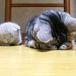 [하고싶은말] <b>세배</b>할게 돈죠!!