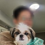 우리<b>강</b><b>쥐</b>보시라