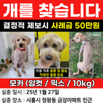 애견미용실에서 강아지 잃어버림 강아지 찾는 중인데 너무 힘드네요