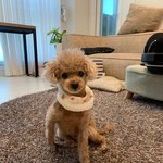 강아지 앉은 모습