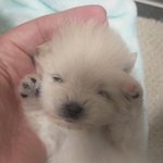 얘<b>두라</b> 하객룩에 이케 입어도 ㄱㅊ을까