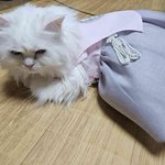 [고양이] +]새해 복 많이 받으세요