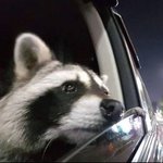 [댓글부탁해] 근데 <b>짱개들</b> 조카 한국에 관심많음