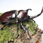 [댓글부탁해] 장수<b>풍뎅이</b> ㅈㄴ귀여움