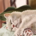 [어케생각해] <b>취미</b>로 그린 고양이와 강아지