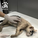 엽총 맞은 고양이 죽어.경찰, 부검 <b>의뢰</b>