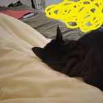 우리집 <b>고영</b>이 너무 귀여워