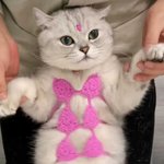 [하고싶은말] 냥<b>키니</b> 입었어