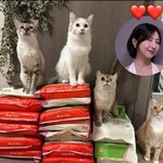 고양이 집사 주현영, 임시보호소에 모래 기부