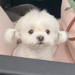 그리운