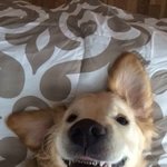 카광 게스트들이랑 <b>삭발</b>쇼 할 예정