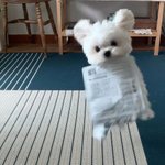 <b>햄스터</b>vs강아지