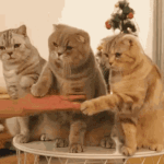 [하고싶은말] <b>후후</b>