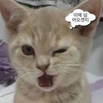 [하고싶은말] 냥