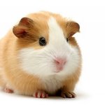 기니<b>피그</b> 닮은 사람들 팁줄게 들어와봐