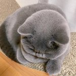 [하고싶은말] 아푸니카 더보고퍄ᆢ.