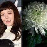 리지, 생일도 같았던…절친 故 김새론 추모, 조용히 국화꽃 <b>한송이</b>