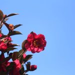 [트레저] 애기<b>동백</b>