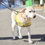 [샷!] '의정생활' 7년 마무리한 안내견 조이