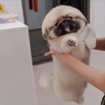 <b>연탄</b>강아지