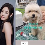김사랑, 안타까운 소식…반려견 건강 문제로 줄기세포 <b>시술</b> '애틋'