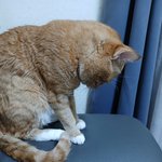 [고양이] 울냥이의 <b>희노애락</b>