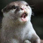 지디 요즘 <b>역바</b> 제대로 붙은듯