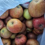 공*쇼핑 보조*사과 4.5kg <b>사지</b>마세요