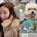 김사랑, 반려견 아이 줄기세포 <b>시술</b> 근황 공개