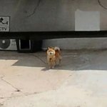 <b>로드</b>뷰 보는데 너무 귀여움