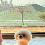 사랑스런 비숑 쌍둥이