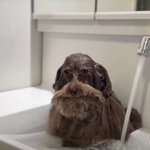 <b>친구집</b> 강아지 일케생기면 머라할거이