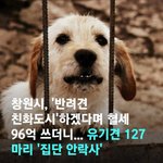 <b>창원시</b> 혈세96억 쓰고유기견127마리 안락사