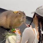 와 카피<b>바라</b>가 제니보다 큼..