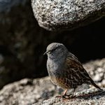 [사진] <b>바위</b>종다리