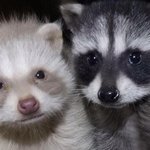 [댓글부탁해] 래즈친구가 자꾸 일<b>케말</b>함