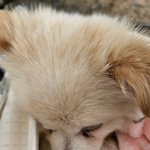 [강아지] 나도 울 강아지 자랑해본다!