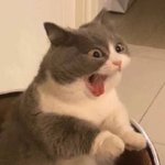 근데 나만 오히려 롱<b>노즈</b> 고양이들 못봄?